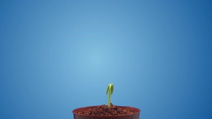 Canvas Print - Growth of  bean plant on a blue background time lapse