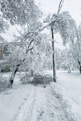 Wall Mural - aftermath of an ice storm in winter.