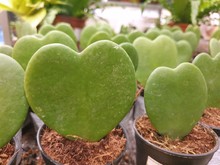 Selective Focus Of Green Cactus Shaped Like A Heart Or Hoya Kerrii As A Background, Natural Green Wallpaper Concept