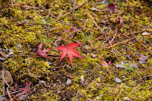 苔の生えた地面に落ちた赤い紅葉の葉 京都 Foto De Stock Adobe Stock 苔の生えた地面に落ちた赤い紅葉の葉 京都 Foto De Stock Adobe Stock