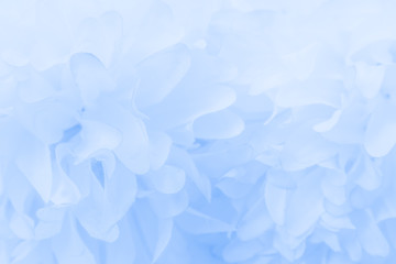 Wall Mural - Beautiful abstract color purple and blue flowers on white background and light blue flower frame and purple leaves texture 