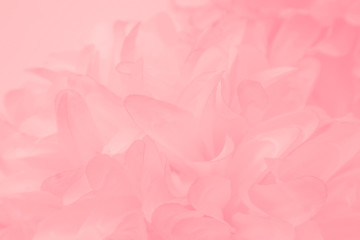 Wall Mural - Beautiful abstract light pink feathers on white background,  white feather frame on pink texture pattern and pink background, love theme wallpaper and valentines day, white gradient