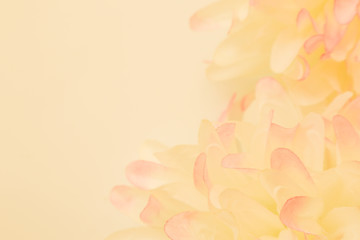 Wall Mural - Beautiful abstract color pink and yellow flowers on white background and pink flower frame and white orange leaves texture background, flowers banner 