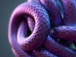 Poster - snake body curled up in a ball