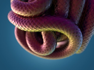 Poster - snake body curled up in a ball