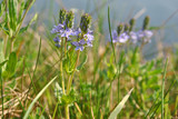 Fototapeta Tęcza - Veronica officinalis (heath speedwell; common gypsyweed; common speedwell; or Paul's betony) flowers,  grass background