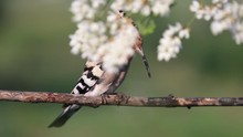 Beautiful Bird Sings A Song Among White Spring Flowers