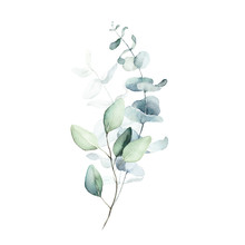 Watercolor Floral Illustration Bouquet - Green Leaf Branch Collection, For Wedding Stationary, Greetings, Wallpapers, Fashion, Background. Eucalyptus, Olive, Green Leaves, Etc.