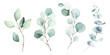 Watercolor floral illustration set - green leaf branches collection, for wedding stationary, greetings, wallpapers, fashion, background. Eucalyptus, olive, green leaves, etc.