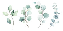 Watercolor Floral Illustration Set - Green Leaf Branches Collection, For Wedding Stationary, Greetings, Wallpapers, Fashion, Background. Eucalyptus, Olive, Green Leaves, Etc.