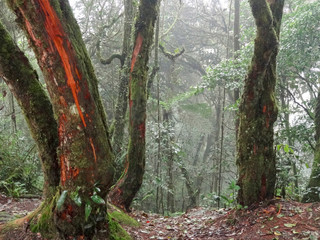 Poster - Mossy forest in Malaysia