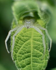 white spider on leaf