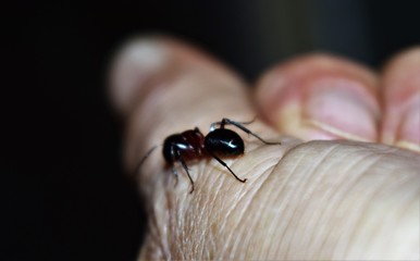 Sticker - ant on leaf