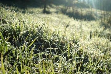 Wall Mural - closeup of frozen winter meadow