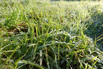 Wall Mural - closeup of frozen winter meadow