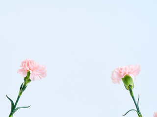 Canvas Print - Pink carnation flowers for Mother's day