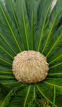 Female Cone And Foliage Of Cycas Revoluta Cycadaceae Sago Palm