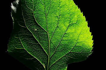 Wall Mural - texture marco green leaf / fresh spring background green nature leaf tree structure