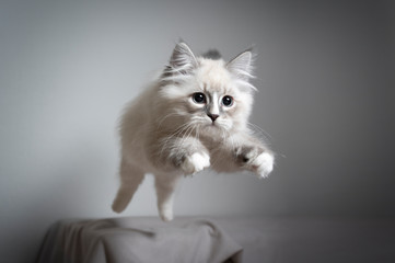 cute playful blue silver tabby point white ragdoll kitten jumping playing looking ahead very focused