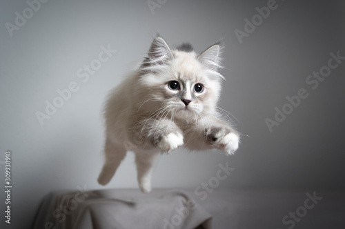 Photographie cute playful blue silver tabby point white ragdoll kitten jumping playing lookin