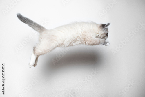 silver ragdoll