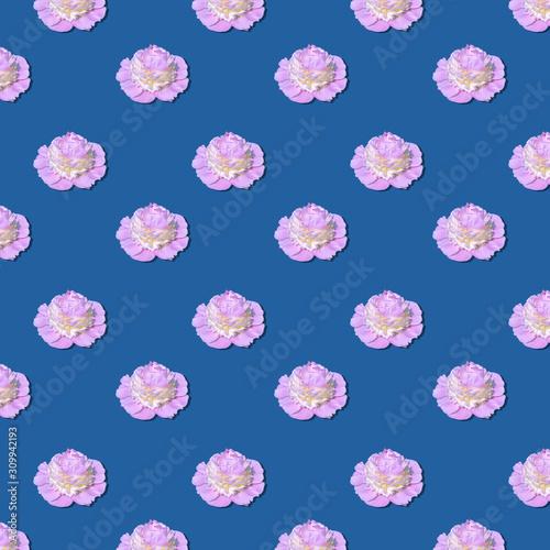 Pink peony flower with a yellow center on a blue background