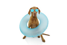 Pointer Dog Summer Vacations Inside A Blue Inflatable Float Pool Wearing Sunglasses. Isolated On White Background.