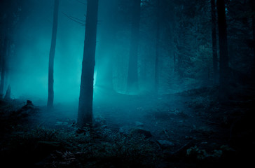 Fairytale landscape. Mysterious light in the night among tree trunks at the night spooky forest.