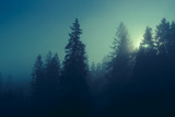 Fototapeta Na ścianę - Night mysterious panoramic landscape in cold tones - silhouettes of the spruce forest under the full moon and dramatic night sky.