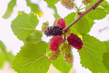 Mulberry tree branch with ripening mulberries at summer sunny day. Close-up. Limited depth of field.