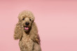 Portrait of brown poodle dog smiling and looking at the camera on a pink background. Copy space