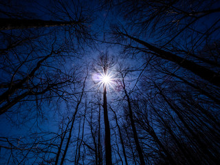 in the forest