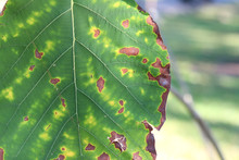 Teak Leaves With Dry And Yellow Patches Caused By Lack Of Nutrients In Plants