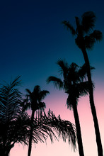 Blue And Pink Tropical Vacation Background Of Palm Trees At Night