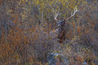 © WWC - White-lipped deer stag in autumn coloured vegetation