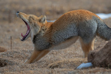 Tibetan Fox Yawn