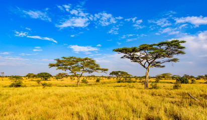 panoramic image of a lonely acacia tree in savannah in serengeti national park, tanzania - safari in