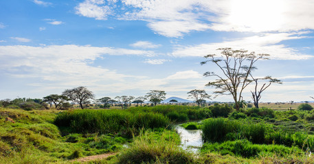 Wall Mural - River and Lake in beautiful landscape scenery of Serengeti National Park, Tanzania - Safari in Africa