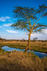 Wall Mural - River and Lake in beautiful landscape scenery of Serengeti National Park, Tanzania - Safari in Africa