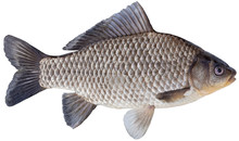 Freshwater Fish Isolated On White Background Closeup. The Prussian Carp, Silver Prussian Carp Or Gibel Carp  Is A Fish In The Carp Family Cyprinidae, Type Species: Carassius Carassius.