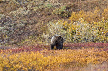 Canvas Print - Grizzly Bear in Denali National park Alaska in Autumn