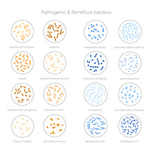 Vector Illustration Of Good And Bad Bacteria