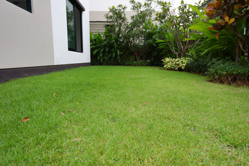 Wall Mural - lawn landscaping with green grass turf in garden home