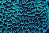 coral reef macro / texture, abstract marine ecosystem background on a coral reef