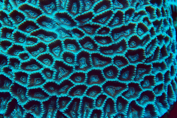 coral reef macro / texture, abstract marine ecosystem background on a coral reef