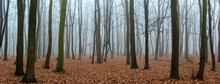Autumn Foggy Forest Without Leaves