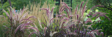 Field Of Purple Ornamental Fountain Grass At The Magic Hour