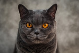 Fototapeta Zwierzęta - Portrait of British shorthair cat. Close up portrait
