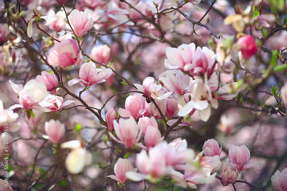 magnolia blossom spring garden / beautiful flowers, spring background pink flowers - obrazy, fototapety, plakaty 