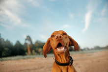 Funny Close Up Wide Angle Portrait Of Vizsla Dog On A Beach